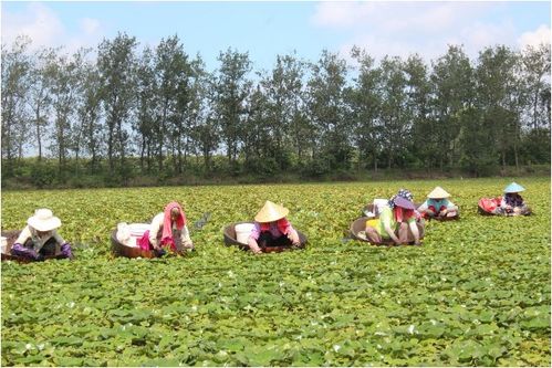 泰州姜堰 农品直通 能量大,疫情下应季农副产品销售不再难